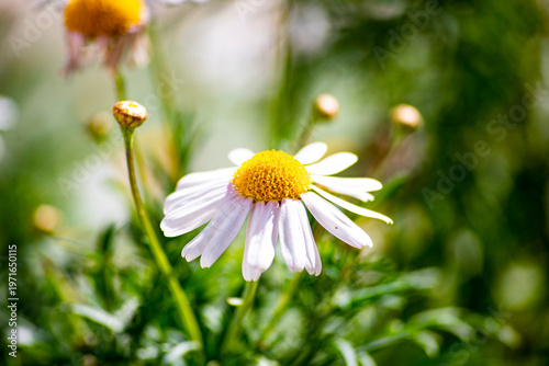 Beautiful daisy flowers in the countryside in spring