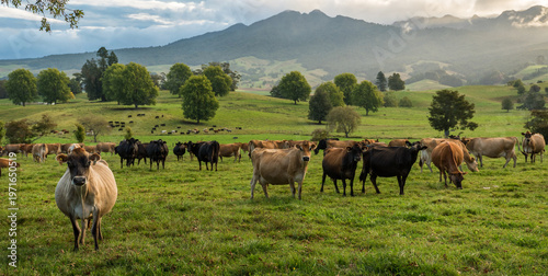 Foto Rural scene, Herd of Jersey and Jersey cross dairy cows grazing in green grass
