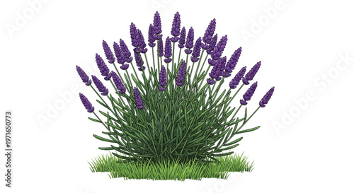 A vibrant cluster of lavender flowers with lush green foliage
