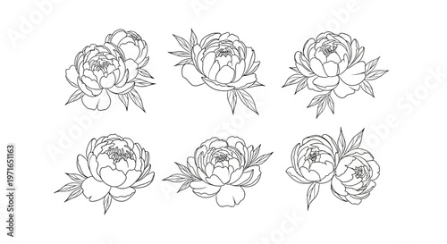 Elegant floral arrangement six detailed peony line drawings in a minimalist black and white style