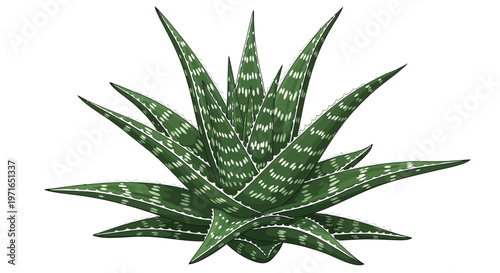 Illustration of an aloe vera plant with distinctive spotted leaves