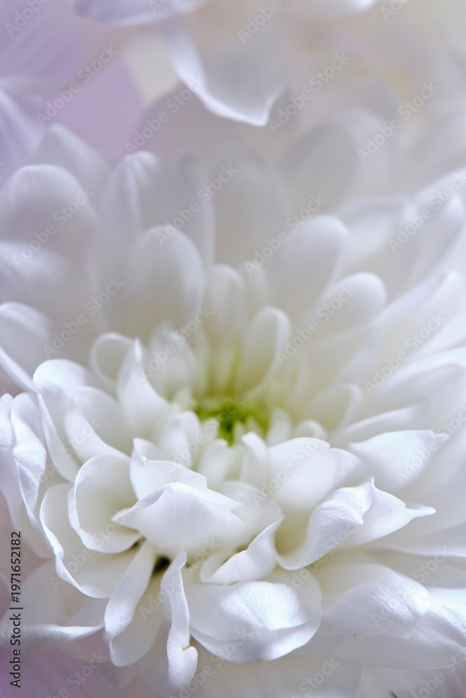 Obraz premium Extreme macro shot white chrysanthemum center, showing delicate inner petals with soft lime green core.