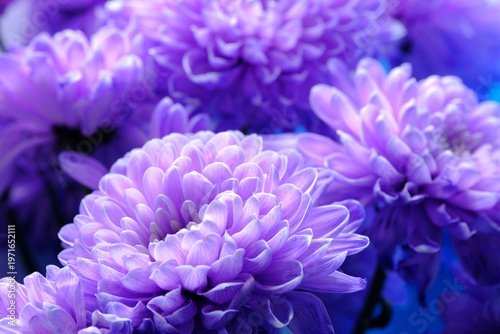 Canvastavla Beautiful lavender flowers captured against deep blue atmospheric background, creating mysterious floral mood