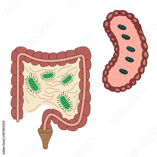 Digestive system microbiome illustration with bacteria in intestine vector