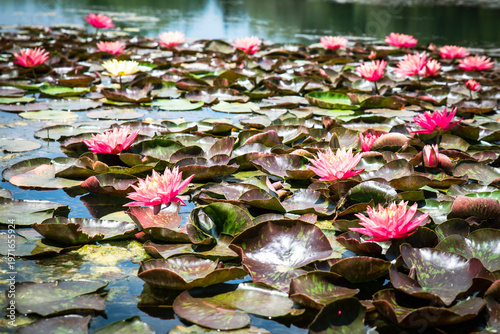 Canvas-taulu The Enchanting Water Lilies of Bolu Gölcük