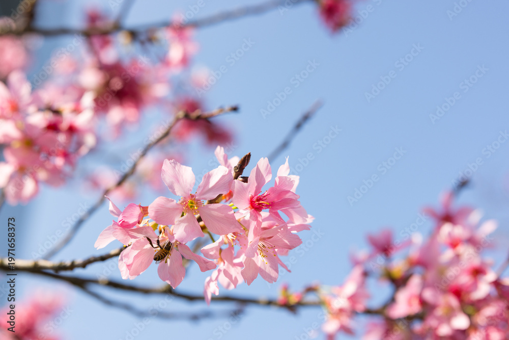 Fototapeta premium Sakura flower blooming under bright blue sky