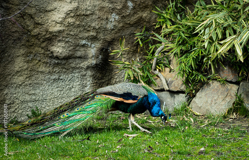 фотографія peacock in the park