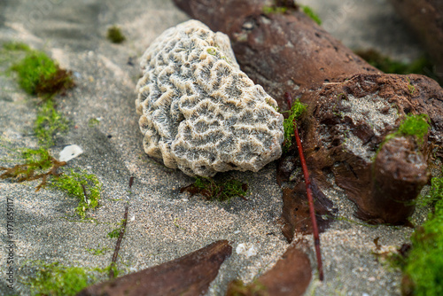 Quadro su tela A coral washed ashore by the waves of the Caribbean Sea in Costa Rica