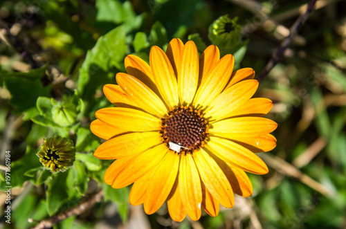 Foto Dimorphotheca sinuata, la caléndula glandular del Cabo, margarita de Namaqualand