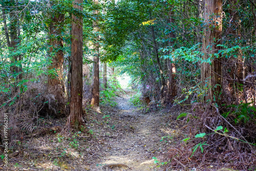 Quadro su tela Empty forest trail on Shikoku Henro pilgrimage route through dense cedar woodlan