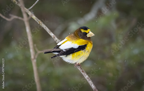 Male evening grosbeak 