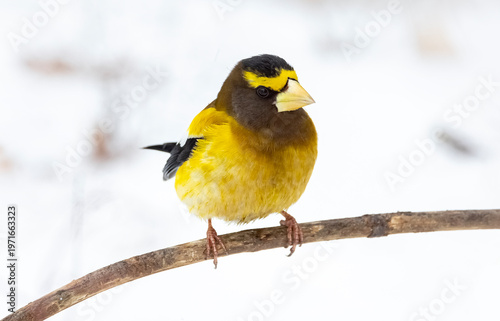 Male evening grosbeak 