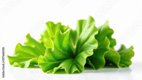A bunch of fresh green leaves arranged on a white surface