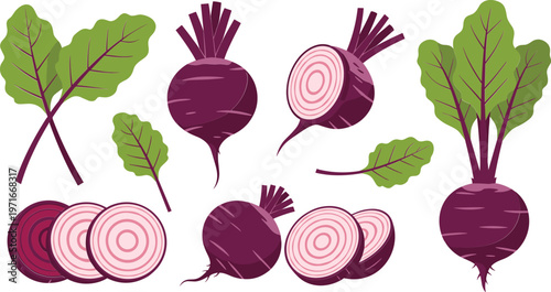 Beetroot vegetable illustrations with leaves and slices