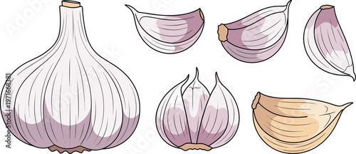 Collection of whole and peeled garlic bulbs and cloves illustration