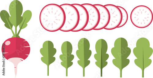 Radish slices and leaves illustration for healthy food and recipe concepts