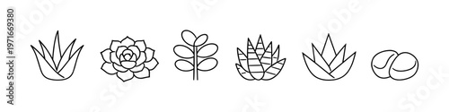 Collection of minimalist line art icons representing various succulent plants