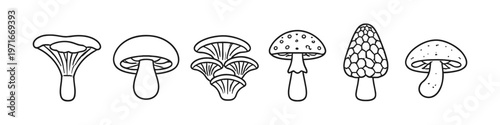 Collection of diverse mushroom illustrations in a simple line art style