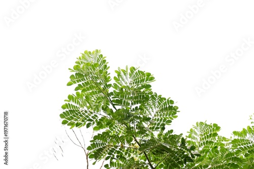 A tropical tree with leaves branches on white isolated background for green foliage backdrop 