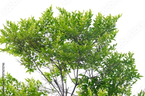 A tropical tree with leaves branches on white isolated background for green foliage backdrop 