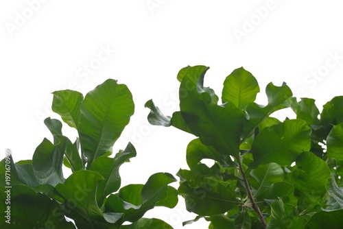 A tropical tree with leaves branches on white isolated background for green foliage backdrop 