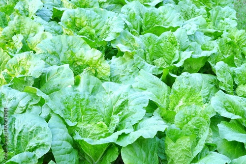 Close up a bed of Lettuce growing in a garden