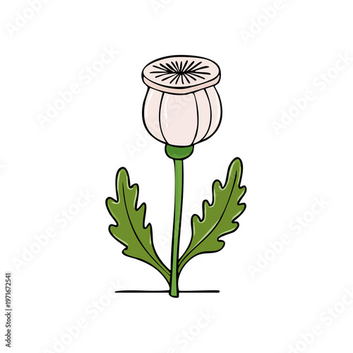 Simple illustration of a stylized poppy seed head with leaves and stem, botanical drawing