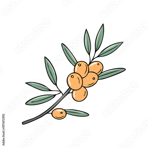 A cluster of bright orange sea buckthorn berries on a green leafy branch depicted with simple line art style