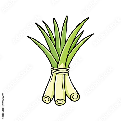Bunch of fresh green lemongrass stalks tied together with twine simple illustration
