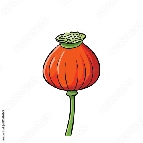 Illustration of a bright red poppy seed head with a green stem and cap