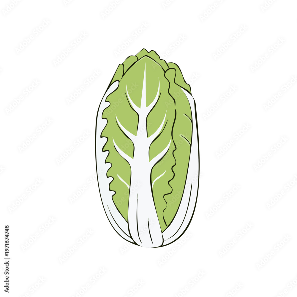 Fototapeta premium Crisp Green Chinese Cabbage Vegetable Illustration