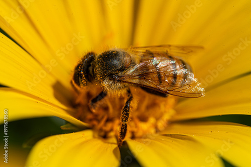 Close-up macro shot of a honeybee covered in pollen on a bright yellow flower