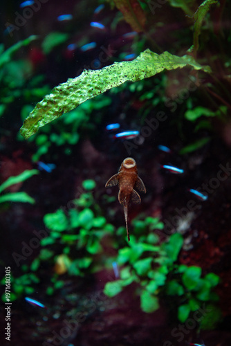 black upside-down catfish, Synodontis nigriventris, Unique Freshwater Fish in Natural Style Aquarium with Green Aquatic Plants