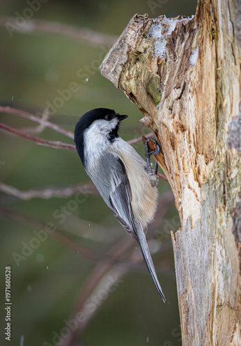 Black-capped Chickadee