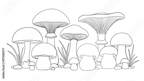 Wild mushroom forest composition line art vector illustration for botanical book and education.
