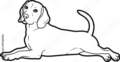 Beagle dog lying down outline animal canine