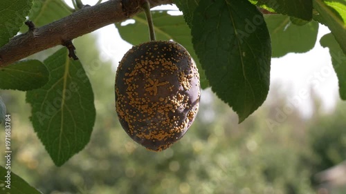 A plum tree suffering from fruit rot, hanging on a branch with green leaves. Damaged purple plum fruit infected with Stone Fruit Moniliosis.