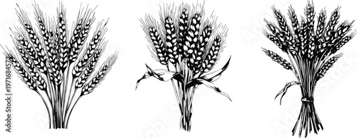 Wheat sheaf bundle engraving hand drawn black white vector illustration set