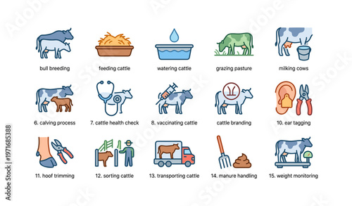Cattle farm practices illustrated: breeding, feeding, health checks, and more