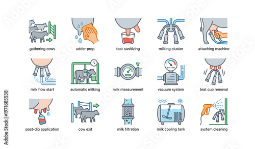 Milking process illustrated: cow milking steps and equipment overview