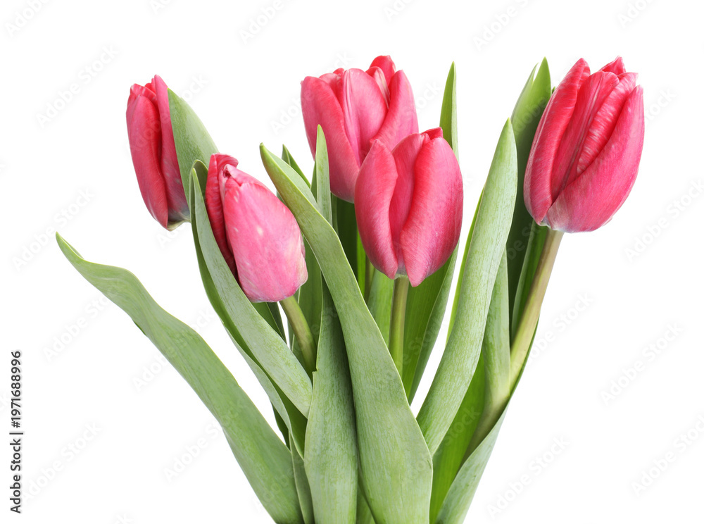 Obraz premium Bouquet of pink tulips isolated on white