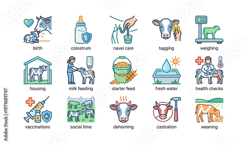 Calf rearing stages: birth, weaning, health checks, vaccinations, dehorning