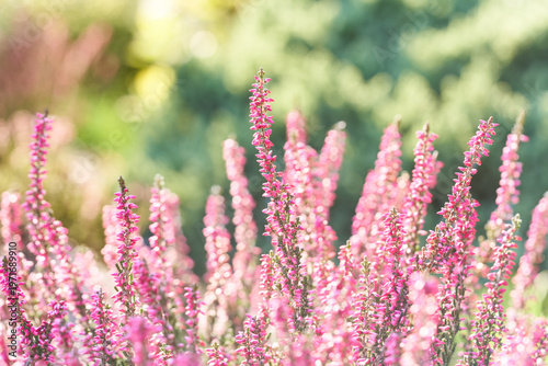 Heather flowers. Bright natural green background.	