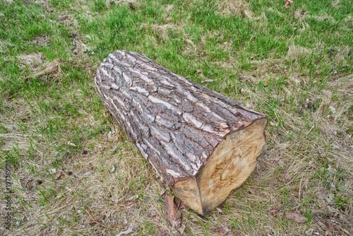 A large cut tree trunk lies on the ground, showing wood structure and rings. This scene reflects the timber industry, natural resources and environmental impact in a rural setting.