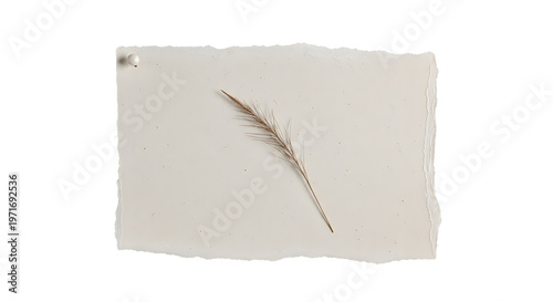 A single dried grass stem lies on a piece of torn paper with a rough edge and a small hole in the corner, set against a plain white background.