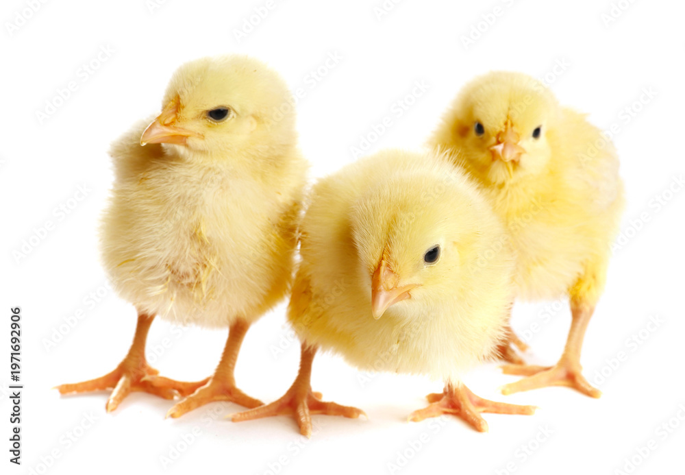 Obraz premium Cute yellow chicks on white background. Baby animals