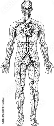 Vintage engraved human circulatory system full body – detailed anatomical illustration