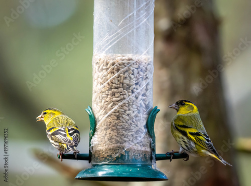 Εκτύπωση καμβά Male and female siskin birds on a bird feeder filled with sunflower hearts