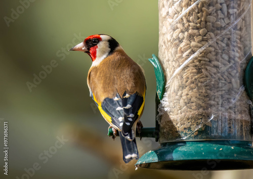 Fotografie Close up of a goldfinch on a sunflower heart bird feeder