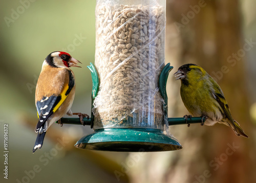 Fotografi Goldfinch and siskin birds on a sunflower hearts bird feeder